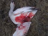 th_Antelopecreekranchnov62009003.jpg