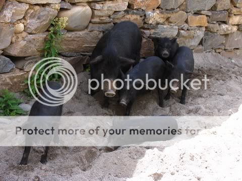 wildboars.jpg