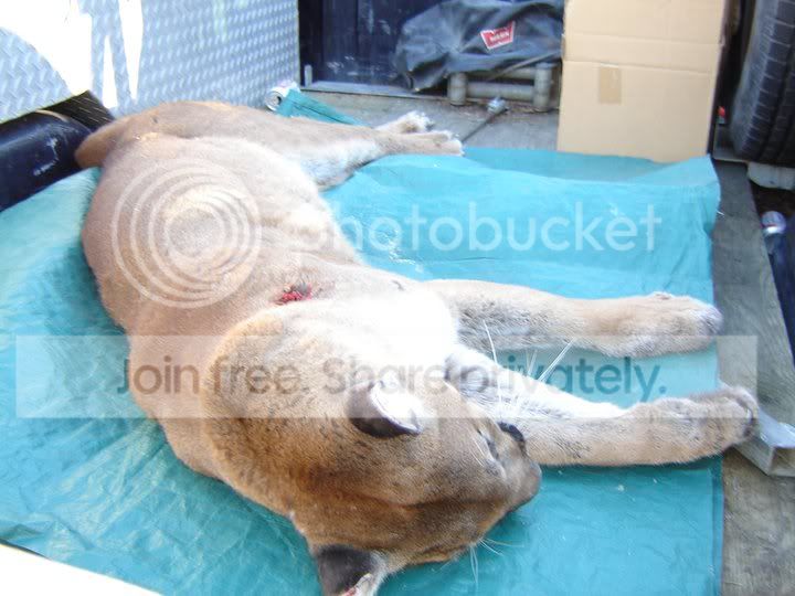 cougar.jpg