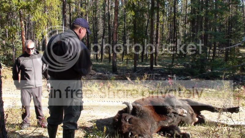 BisonHunting25.jpg