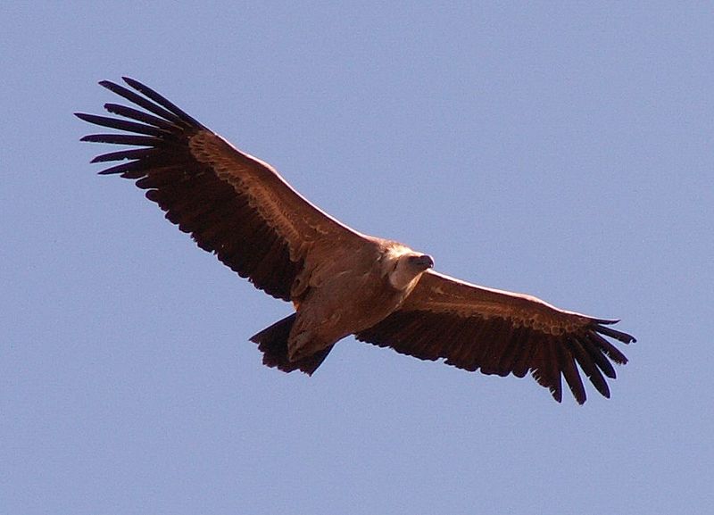 800px-Vulture_19o05.jpg