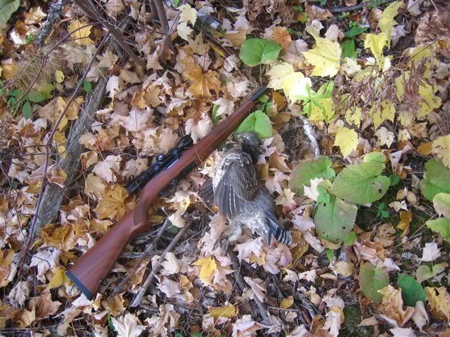 Partridge_1022.jpg
