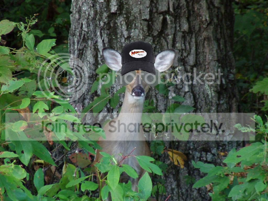 cool-deer.jpg
