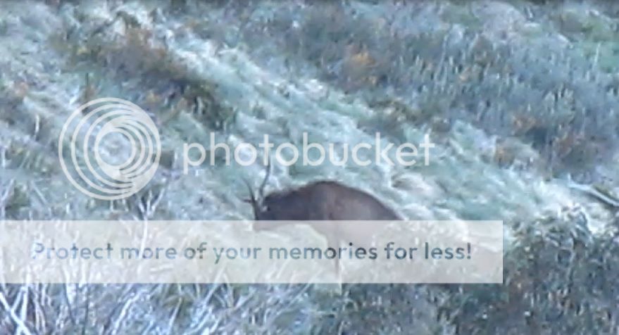 stagclip.jpg~original