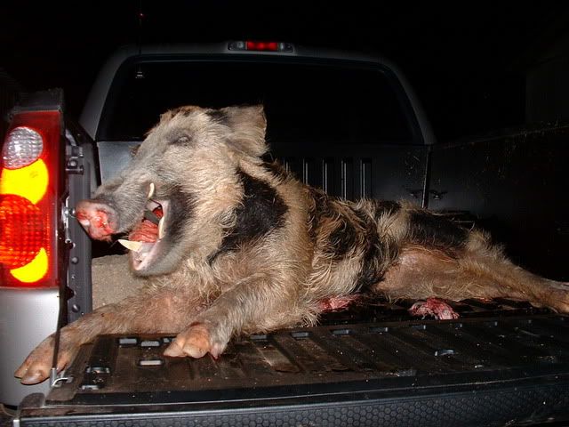 hog205.jpg