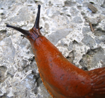 brown_slug.jpg