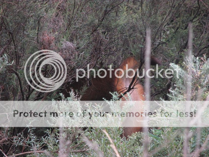 IMG_3204where2.jpg~original