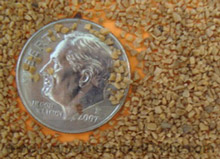 walnut-shell-20-40-grit.jpg