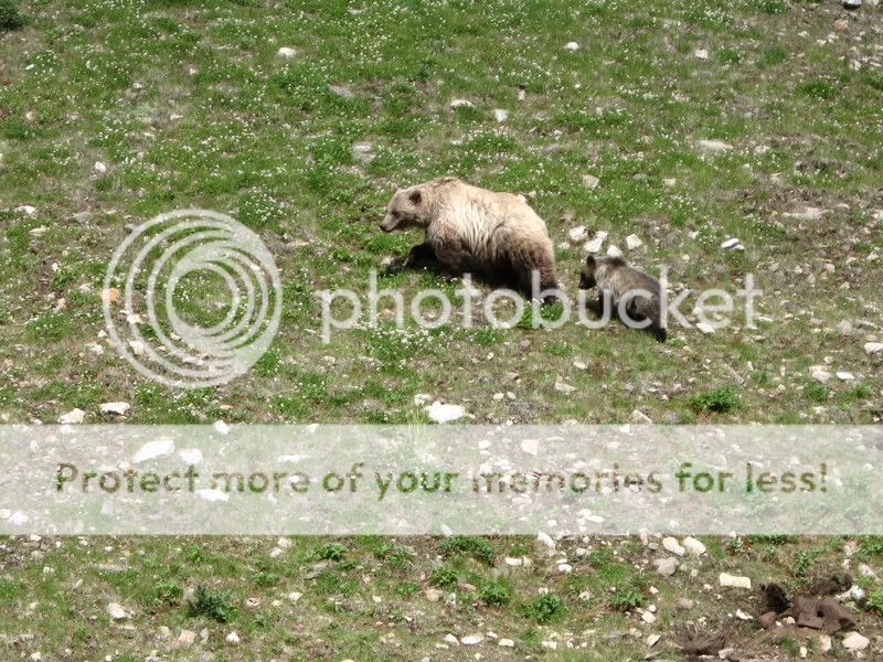 GrizzlyandCub2.jpg