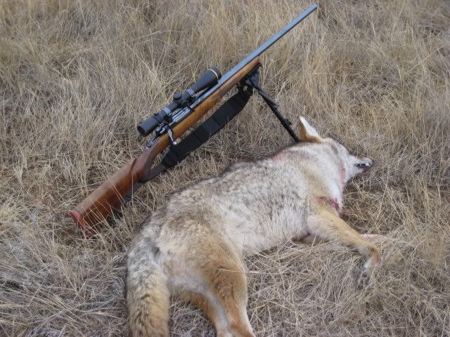 RonCoyote007.jpg