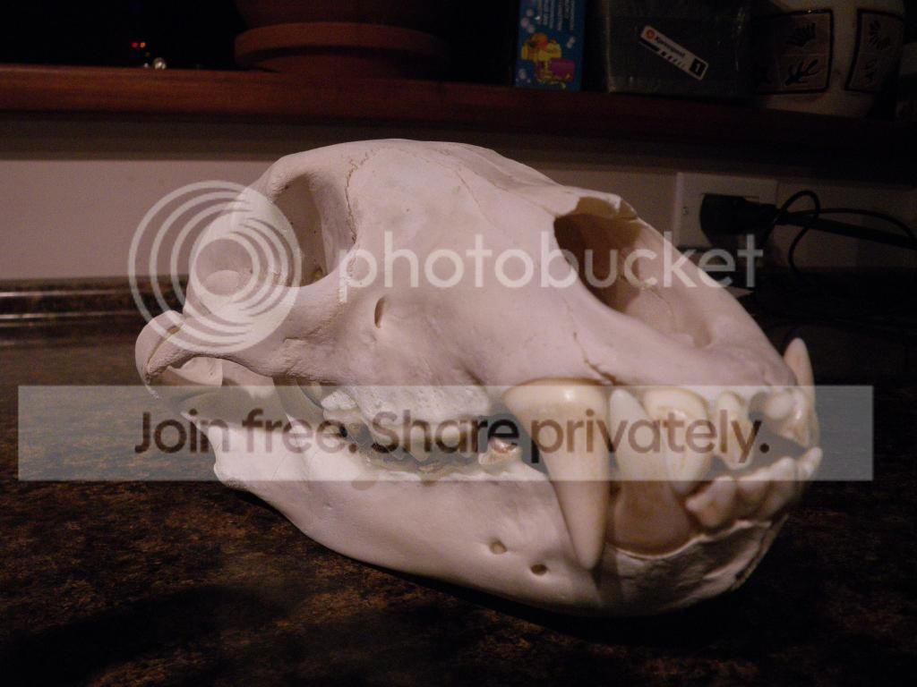 bearskull002.jpg