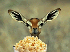 knfut.gif