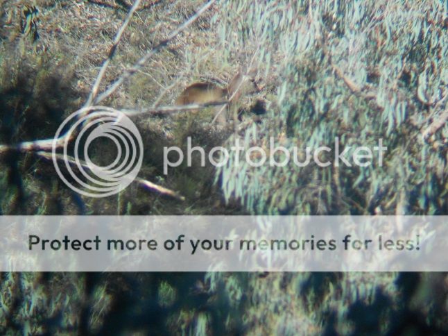 DSCN0413-bedcalf15-8.jpg~original