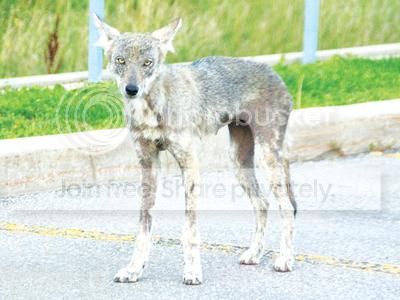 coyote-1_zps4c20754a.jpg