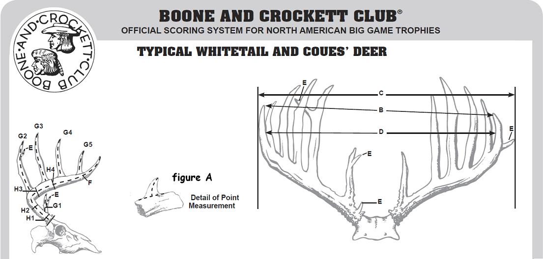 booneandcrocketofficialwhitetailscoringsystem1350446604.jpg