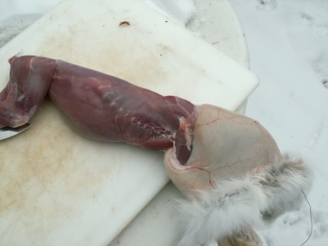 hareclean6.jpg