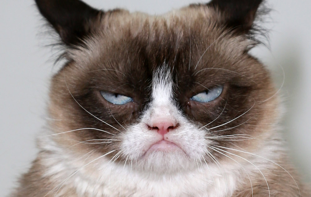 Grumpy-Cat.jpg