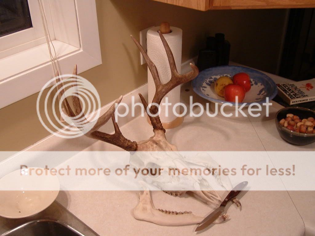 BuckontheCounter.jpg