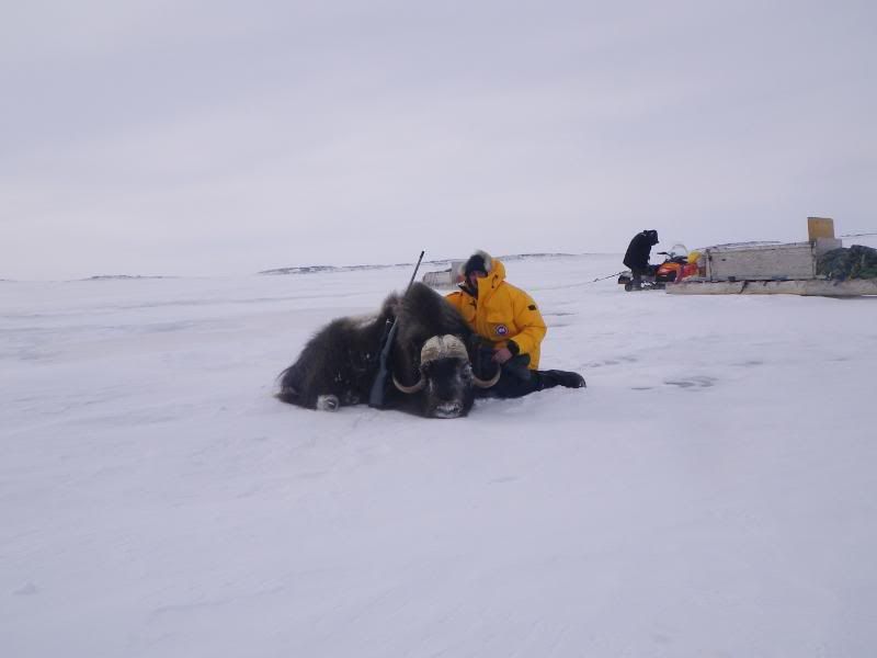 2011_0415Muskox0030.jpg