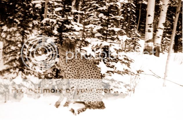 Cheetah1.jpg