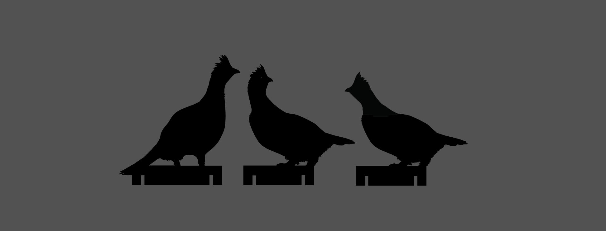 grouse_concept_III.jpg