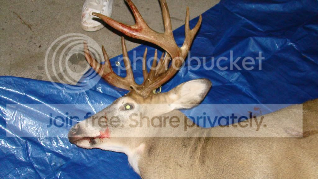 deer20115.jpg