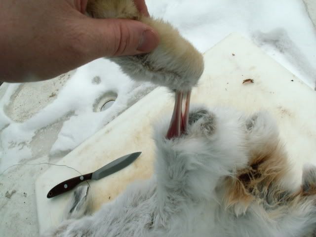 hareclean3.jpg