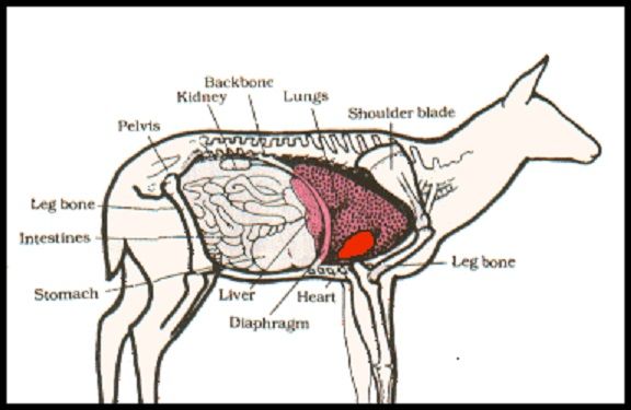 deer%20anatomy_e_zpsg0upksrg.jpg