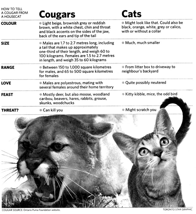 cougars-v-cats.jpg