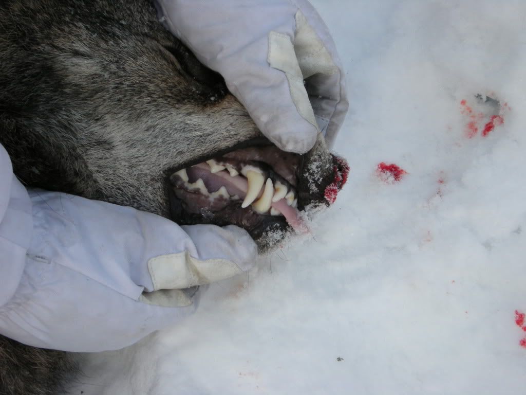Wolfteeth_002.jpg