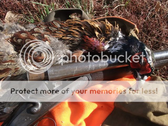 2011birdhuntpics025.jpg