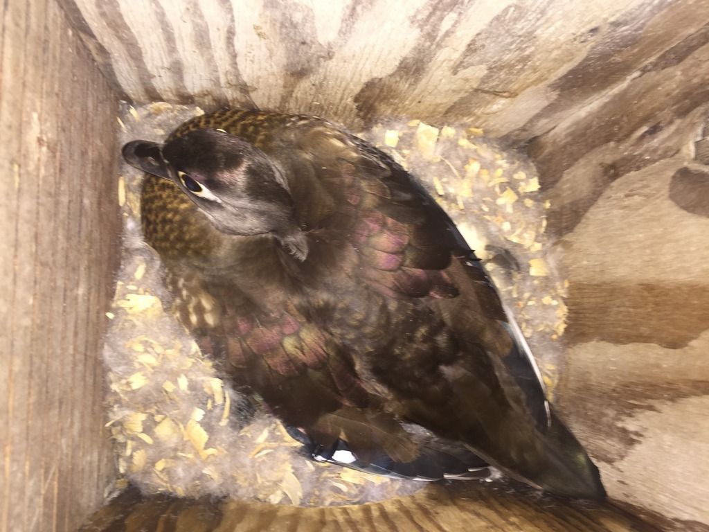 image_zpstnayhuja.jpeg~original