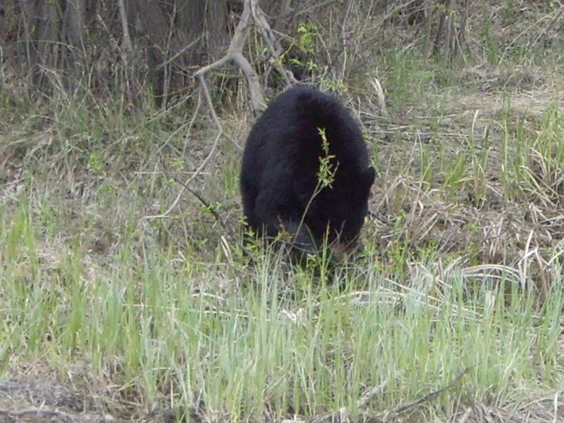 bear011.jpg