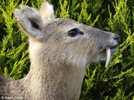 chinese-water-deer.jpg
