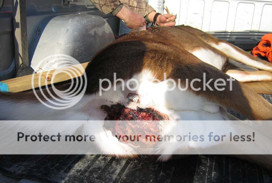 Dougs1AntleredBuck_rear_lowres.jpg