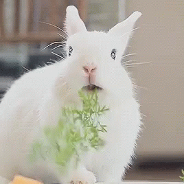 bunny-bunny-rabbit.gif