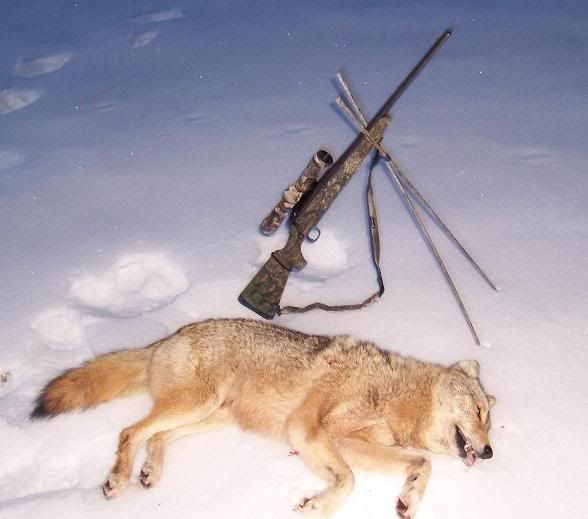270coyote2edited.jpg