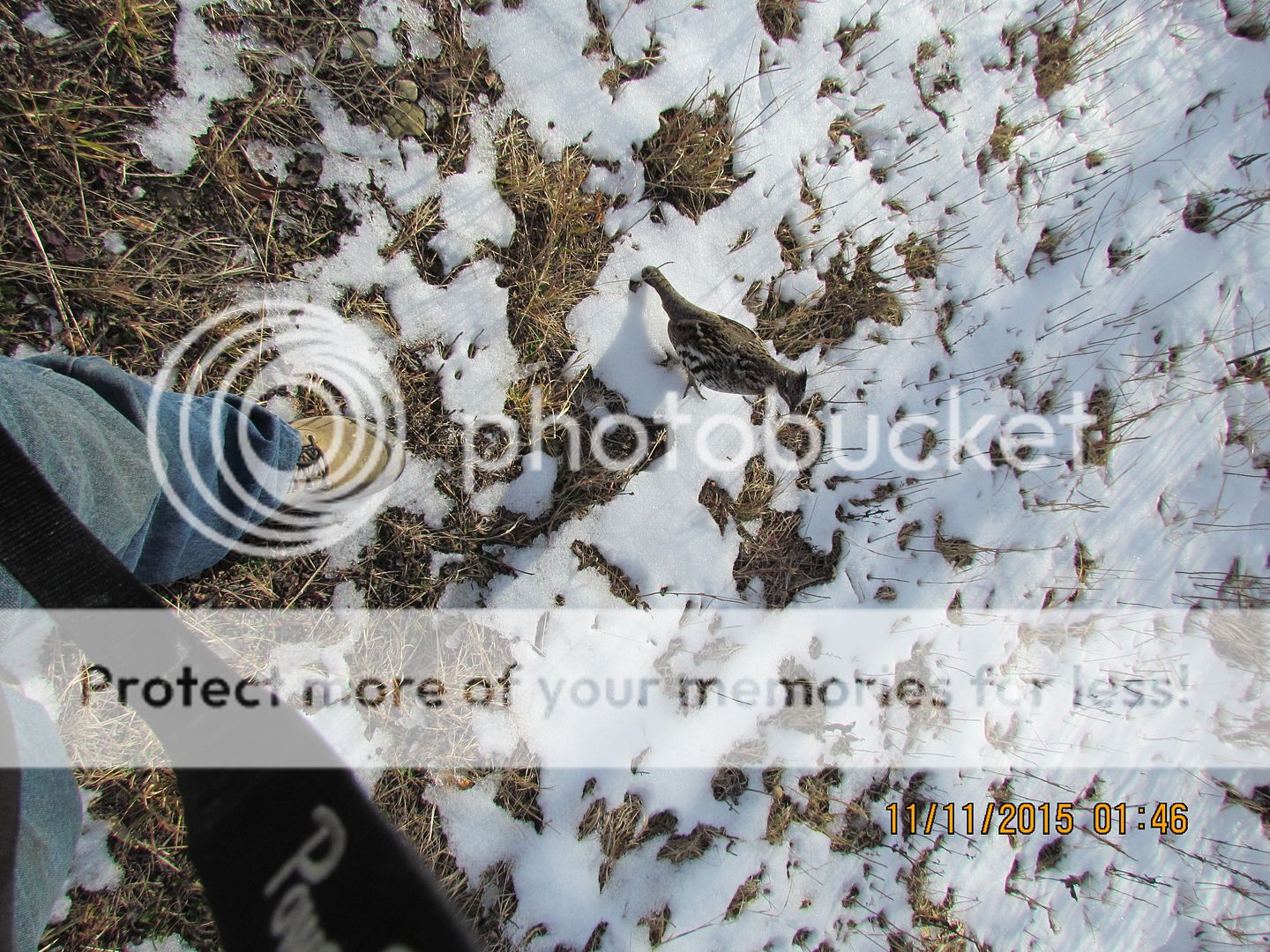 IMG_3120_zpswtnisiep.jpg~original