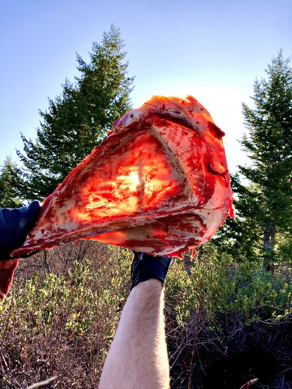 1elk.jpg