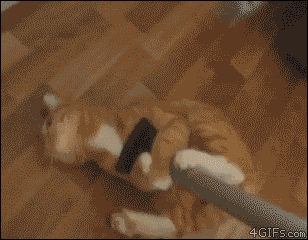 kitty-swiffer2.gif