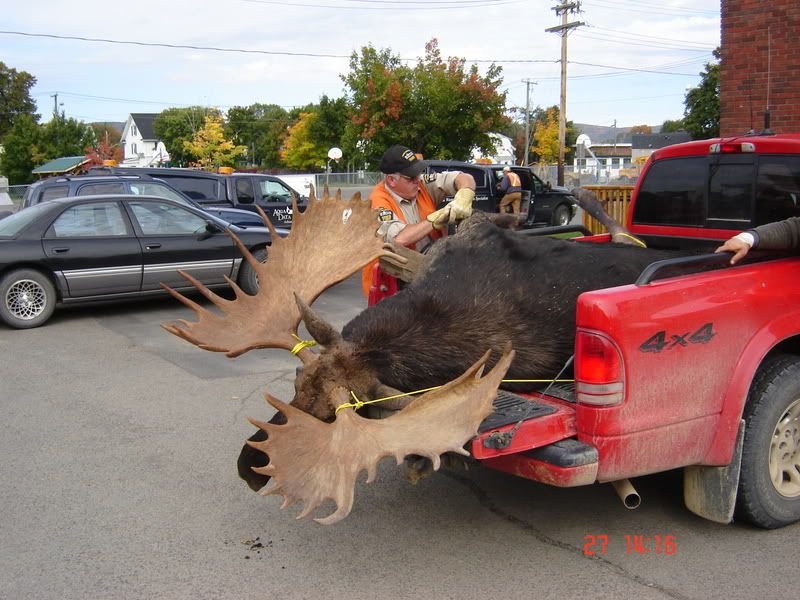 Moose_Pic2.jpg