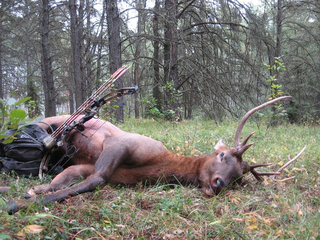 Elk-3.jpg