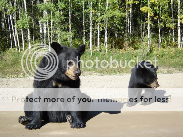 mom_cub.jpg