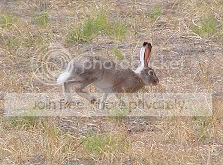 white-tail-jackrabbit.jpg