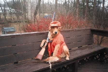 dogdo.jpg