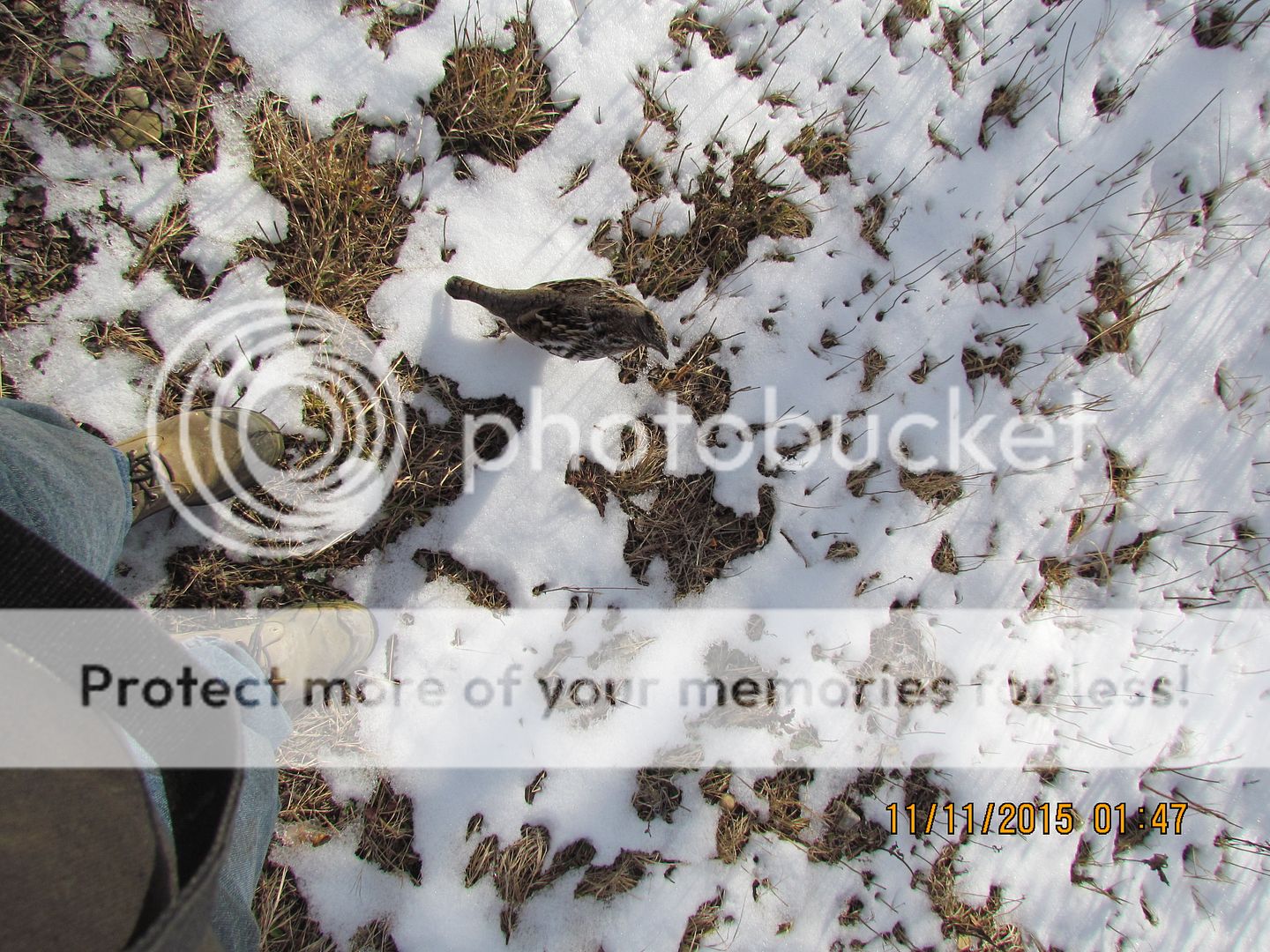 IMG_3123_zps1kzl38yu.jpg~original