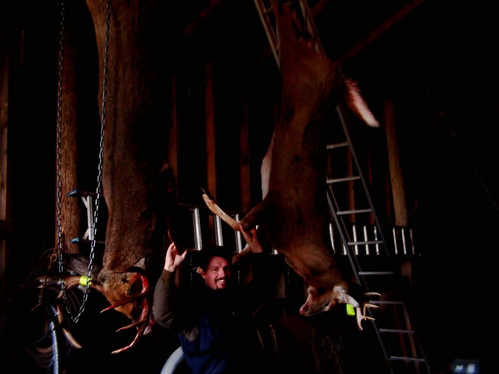 deer02.jpg
