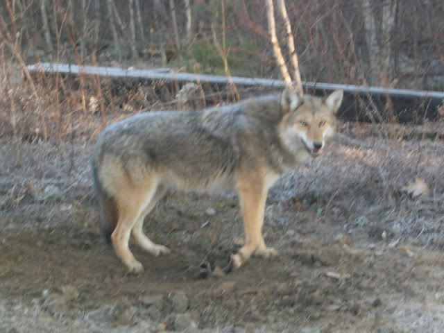 coyote_Maine_62lb.jpg
