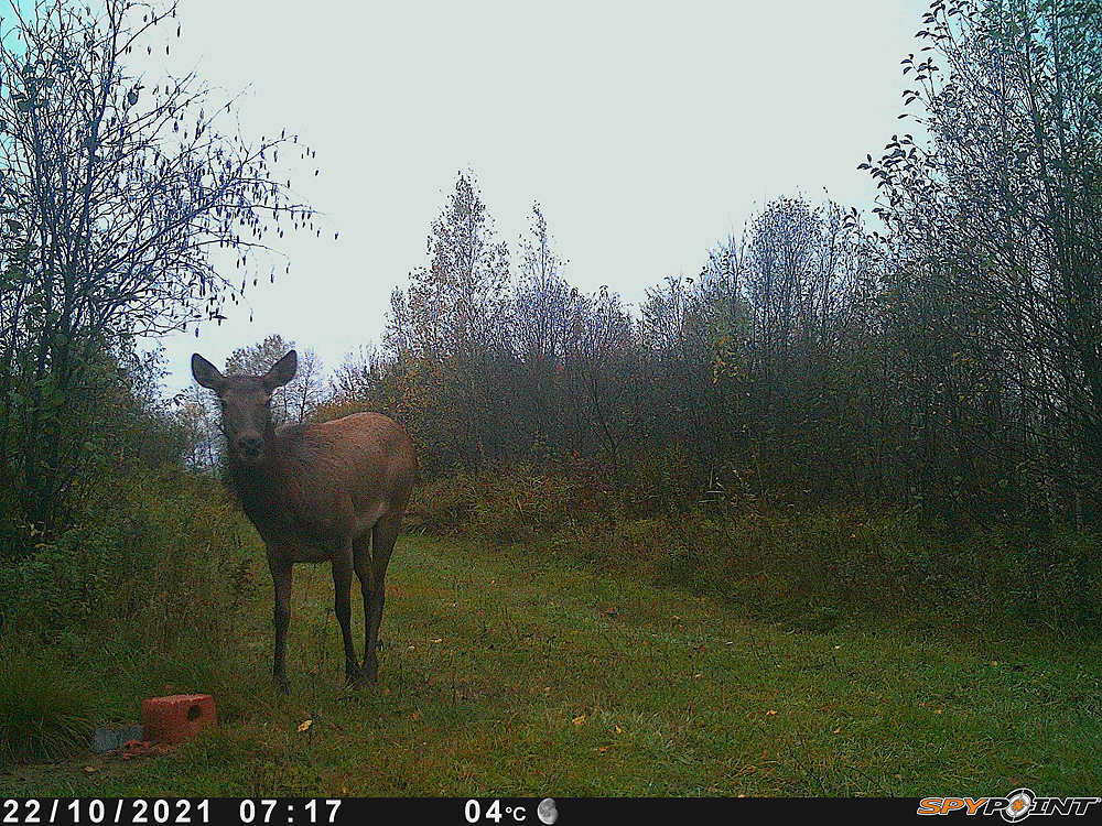 Trail_Cam_Pic_Lowres.jpg