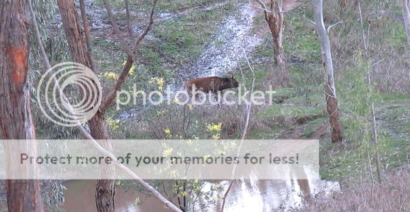 vidshot1.jpg~original